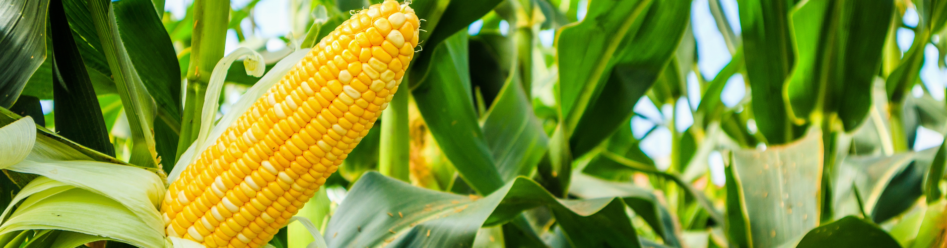 Corn in a field.